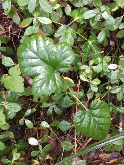 Rubus nivalis, photographed by Hilary Rose Dawson