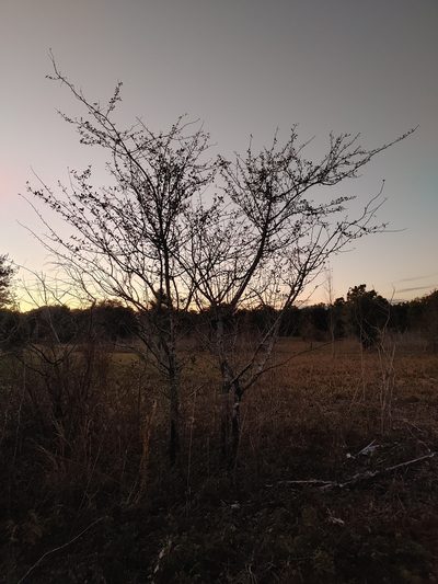 Malus angustifolia, photographed by Scott Allen Davis