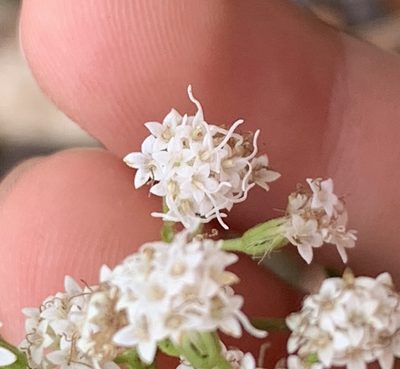 Ageratina jucunda, photographed by natalie