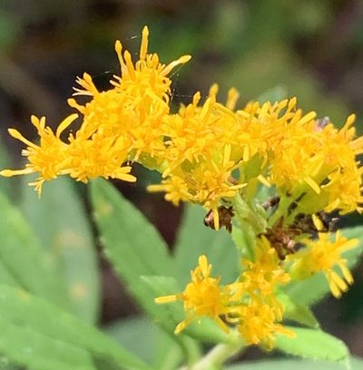 Solidago leavenworthii, photographed by natalie