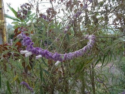 Salvia leucantha, photographed by Cristina Romero Ríos