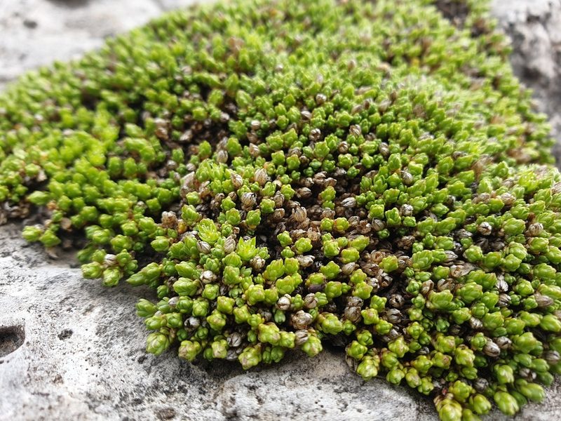 Facchinia cherlerioides, photographed by Étienne Léveillé-Bourret
