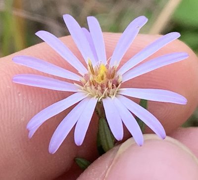 Symphyotrichum dumosum, photographed by natalie