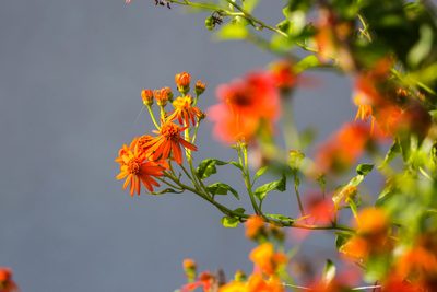 Pseudogynoxys chenopodioides, photographed by Melissa McMasters