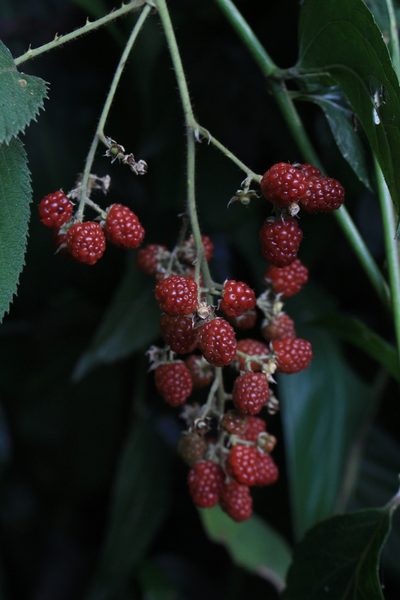 Rubus adenotrichos, photographed by Jake Rehage