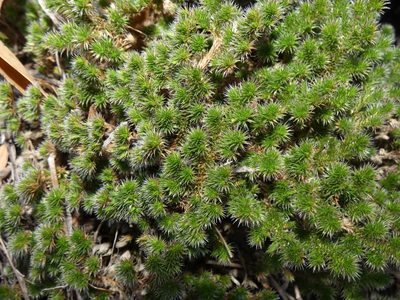 Selaginella hansenii, photographed by Kai Squires