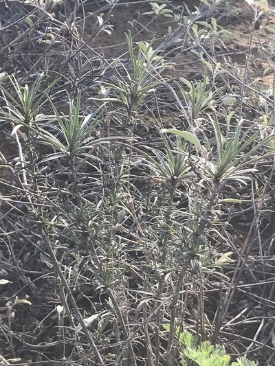 Erysimum suffrutescens, photographed by Adam J. Searcy