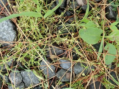 Sagina decumbens, photographed by Lena Struwe
