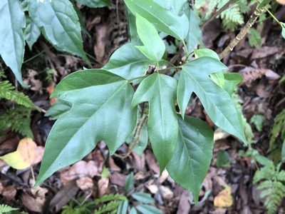 Dendropanax dentigerus, photographed by 黃美滿