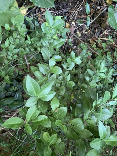Euonymus spraguei, photographed by 呂一起(Lyu yi-chi)