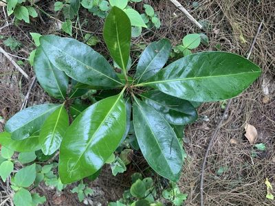 Planchonella obovata, photographed by 呂一起(Lyu yi-chi)