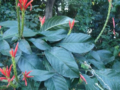 Aphelandra scabra, photographed by Alexis López Hernández
