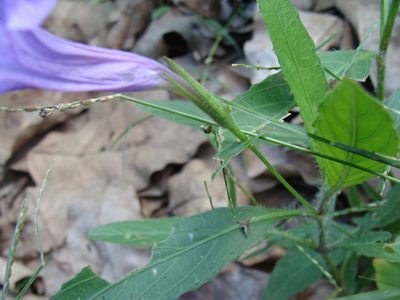 Ruellia ciliatiflora, photographed by Alexis López Hernández