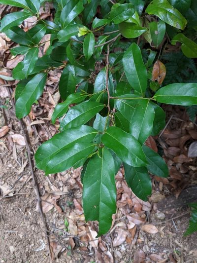 Cryptocarya sclerophylla, photographed by Nick Swanson