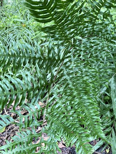 Pteris terminalis, photographed by りなべる