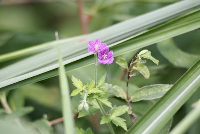 Geranium thunbergii, photographed by りなべる