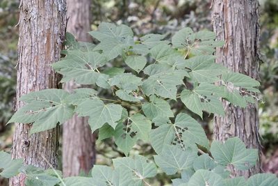Firmiana simplex, photographed by りなべる