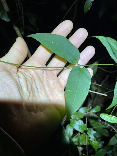 Parsonsia ventricosa, photographed by Greg Tasney
