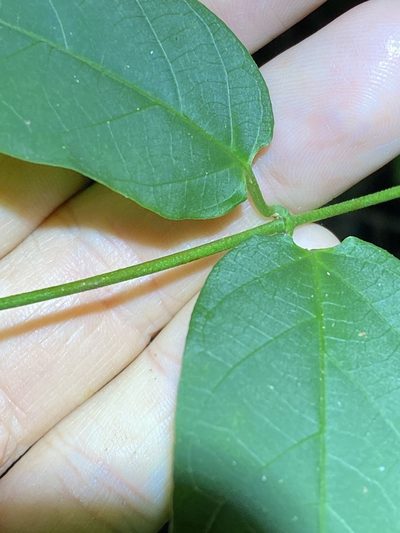 Parsonsia ventricosa, photographed by Greg Tasney