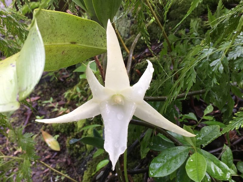 Angraecum sesquipedale, photographed by Jean-Paul Boerekamps