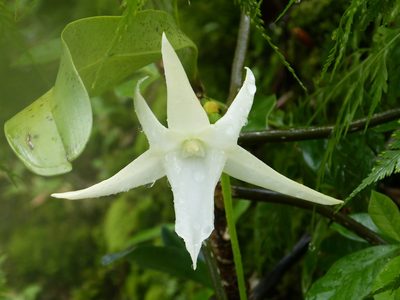 Angraecum sesquipedale, photographed by Jean-Paul Boerekamps