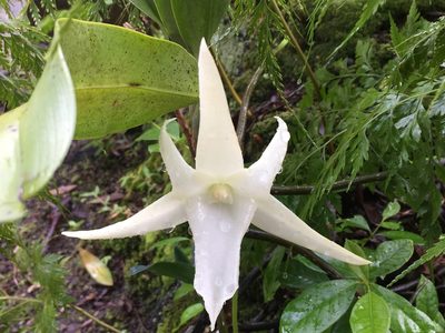 Angraecum sesquipedale, photographed by Jean-Paul Boerekamps
