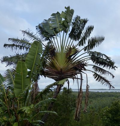 Ravenala madagascariensis, photographed by Jean-Paul Boerekamps