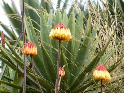 Aloe capitata, photographed by Jean-Paul Boerekamps