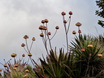 Aloe capitata, photographed by Jean-Paul Boerekamps