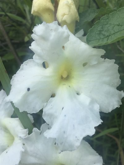 Harveya speciosa, photographed by Tam