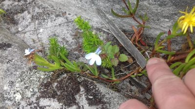 Lobelia boivinii, photographed by Jeremy Gilmore