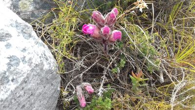 Harveya purpurea, photographed by Jeremy Gilmore