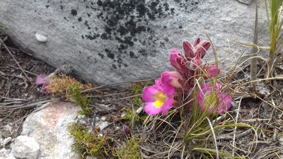 Harveya purpurea, photographed by Jeremy Gilmore