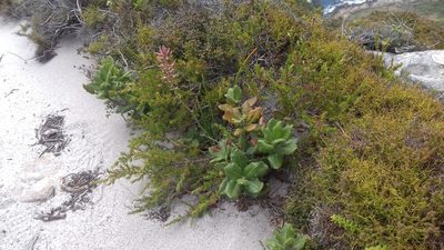 Trachyandra tabularis, photographed by Jeremy Gilmore