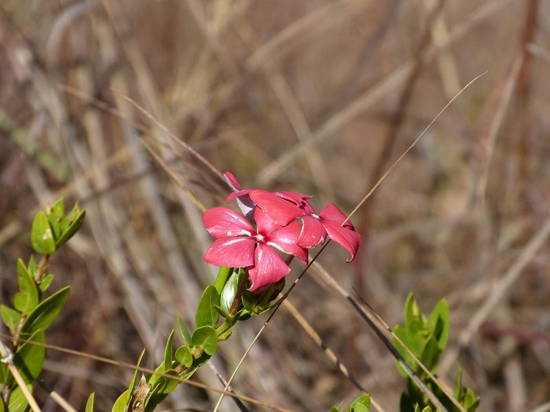Catharanthus ovalis, photographed by Jean-Paul Boerekamps