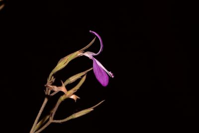 Dicliptera paniculata, photographed by S.MORE