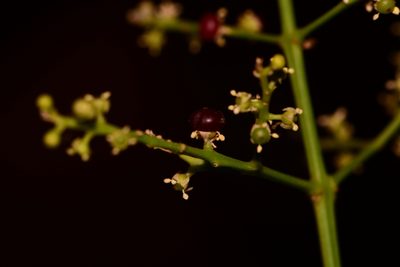 Salvadora persica, photographed by S.MORE