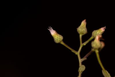 Laggera aurita, photographed by S.MORE
