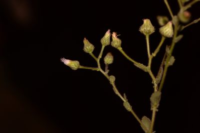 Laggera aurita, photographed by S.MORE