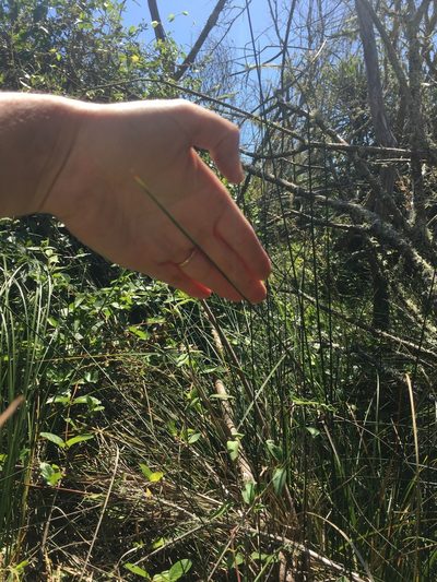 Machaerina teretifolia, photographed by Jake Andersen