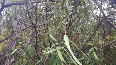Corokia buddleioides, photographed by Danielle Munster