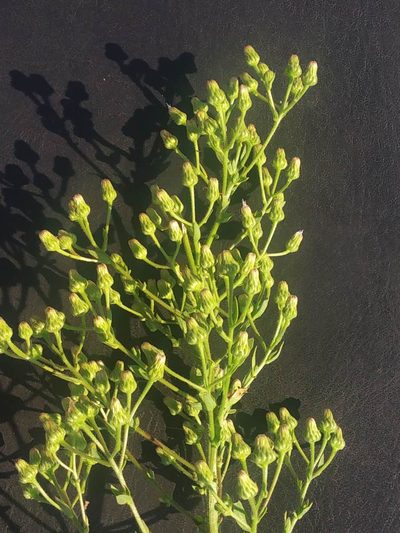 Laggera aurita, photographed by S.MORE