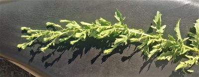 Laggera aurita, photographed by S.MORE
