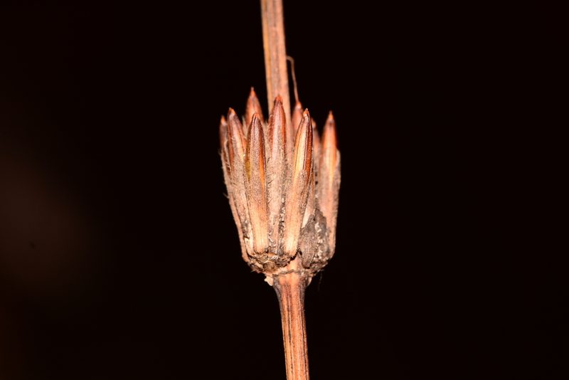 Hygrophila ringens, photographed by S.MORE