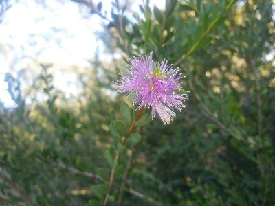 Melaleuca nesophila, photographed by Helium Luo