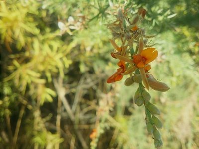 Jacksonia furcellata, photographed by Helium Luo