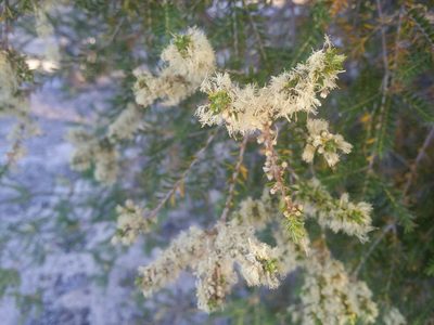 Melaleuca preissiana, photographed by Helium Luo