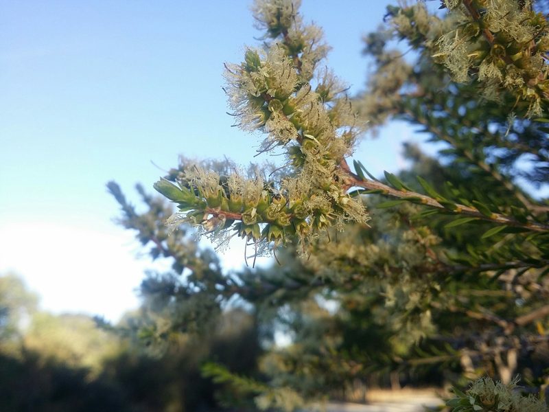 Melaleuca preissiana, photographed by Helium Luo