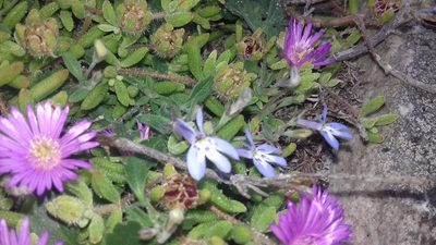Lobelia boivinii, photographed by Jeremy Gilmore
