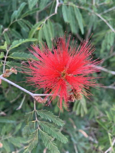 Calliandra tweediei, photographed by Ernando Souza